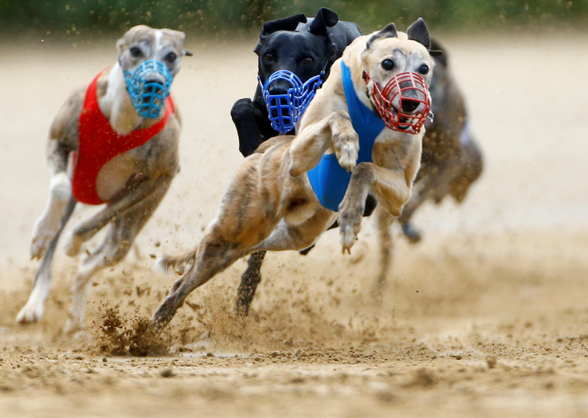 Betpro ID Login for Greyhound Racing: Complete Guide to Betting on the Dogs in 2026
